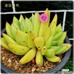 골드해치쌍두P42...꽃맘 경매-다육식물  