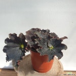 다크맘보(랜덤) : 공기정화식물 - 엑스플랜트