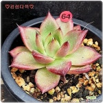 sale로즈힐R64/감성 경매-다육식물  