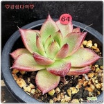 sale로즈힐R64/감성 경매-다육식물  