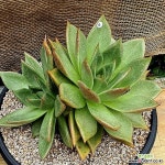 샐리가든왕대품W5 경매-다육식물  