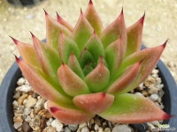 샐리가든 - 엑스플랜트