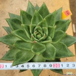 마리아중품 경매-다육식물  