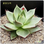 환엽심청이슈퍼클론R98...꽃맘 경매-다육식물  