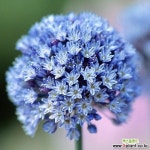 알리움 구근 (아주리엄) 1Set 10구 : 야생화 - 엑스플랜트