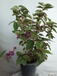 하늘진주 : 야생화 - 엑스플랜트