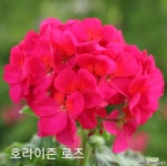 (제라늄씨앗) 호라이즌 로즈 (5립) : 꽃/야생화 씨앗 - 엑스플랜트