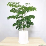 해피트리 : 공기정화식물 - 엑스플랜트 해피트리  : 공기정화식물 - 엑스플랜트