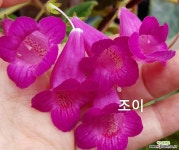 하트랜드조이(스미시아나) : 관엽식물 - 엑스플랜트