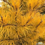 소나무 묘목 (황금소나무) 접목1년특묘(10주묶음),같이가치농원 : 조경나무 묘목 - 엑스플랜트