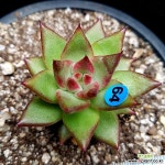 솔레미오보석벨리B64/별꽃 경매-다육식물  