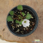 다이야몬드사랑초 : 공기정화식물 - 엑스플랜트