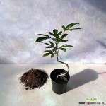 황칠나무 s자 45cm : 공기정화식물 - 엑스플랜트