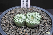 5908-C.ursprungianum v. staynerii 우르스프런기아눔 스테네리 - 엑스플랜트 5908-C.ursprungianum v. staynerii  우르스프런기아눔... 