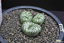 5908-C.ursprungianum v. staynerii 우르스프런기아눔 스테네리 - 엑스플랜트 5908-C.ursprungianum v. staynerii  우르스프런기아눔... 