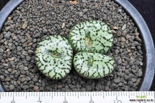 5908-C.ursprungianum v. staynerii 우르스프런기아눔 스테네리 - 엑스플랜트 5908-C.ursprungianum v. staynerii  우르스프런기아눔... 