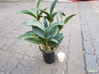 착한가격 대왕 대명석곡 동일상품발송 : 석곡 - 엑스플랜트