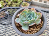 피아세븐 : 다육식물 - 엑스플랜트