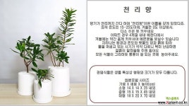 천리향 - 엑스플랜트