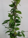 최상급상태유지 호야카노사 카노사호야 60-90cm 169 : 공기정화식물 - 엑스플랜트