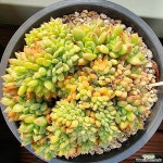 레이첼철화 - 엑스플랜트