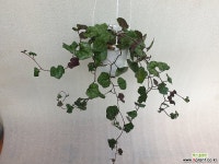 퍼플바인/세네시오 : 넝쿨류 - 엑스플랜트