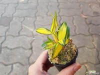 어머나 세상에나 무늬봐 석곡 : 석곡 - 엑스플랜트