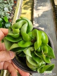 수입리본호야미니-깊은초코렛향기 : 공기정화식물 - 엑스플랜트