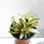 무늬 긴기아난 (황조) : 기타 서양란 - 엑스플랜트