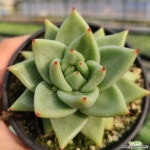 [신화농장]스페인마리아 9 : 다육식물 - 엑스플랜트