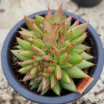 노블레드마리아 경매-다육식물  