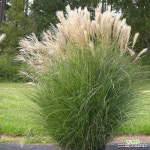 그린라이트, 그라스(억새, 갈대) 4치포트묘목[같이가치농원] : 조경나무 묘목 - 엑스플랜트