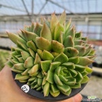 [신화농장] 말간 자연군생 27 : 다육식물 - 엑스플랜트