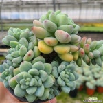 [신화농장] 라울 소 46 : 다육식물 - 엑스플랜트