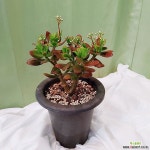 [하늘꽃농원] 꽃피는 염좌 : 다육식물 - 엑스플랜트