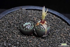 6210-C.wittebergense RR714 Klipfontein 위트버젠스2두 - 엑스플랜트 6210-C.wittebergense RR714 Klipfontein  위트버젠스2두... 