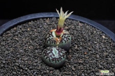 6210-C.wittebergense RR714 Klipfontein 위트버젠스2두 - 엑스플랜트 6210-C.wittebergense RR714 Klipfontein  위트버젠스2두... 