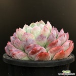 백장미 - 엑스플랜트