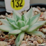 트루기다금 경매-다육식물 트루기다금 경매-다육식물  