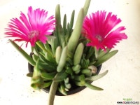 요술꽃/신월 : 관엽식물 - 엑스플랜트