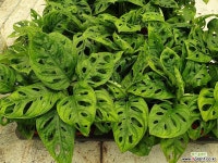 우블리코(오블리) 몬스테라 : 공기정화식물 - 엑스플랜트