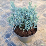 각시석남 / 월동 로즈마리 / 애기석남 / 블루라군 / 17cm포트 : 야생화 - 엑스플랜트