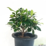 목향 (외목대) : 공기정화식물 - 엑스플랜트