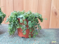 프로스트라타,페페로미아,거북이페페 : 공기정화식물 - 엑스플랜트