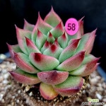 롤리핑크꽉찬수형P58/강희다육 경매-다육식물 롤리핑크꽉찬수형P58/강희다육 경매-다육식물  