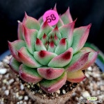 롤리핑크꽉찬수형P58/강희다육 경매-다육식물 롤리핑크꽉찬수형P58/강희다육 경매-다육식물  