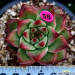 롤리핑크꽉찬수형P58/강희다육 경매-다육식물 롤리핑크꽉찬수형P58/강희다육 경매-다육식물  