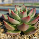 [신화농장] 조나단 43 - 엑스플랜트