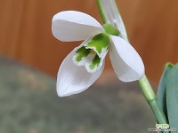 스노우드롭 : 야생화 - 엑스플랜트