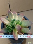 샐리가든적심4두군생 경매-다육식물 샐리가든적심4두군생 경매-다육식물  